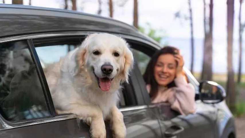 Consejos para viajar con tu mascota de forma segura. (Foto: Freepik)